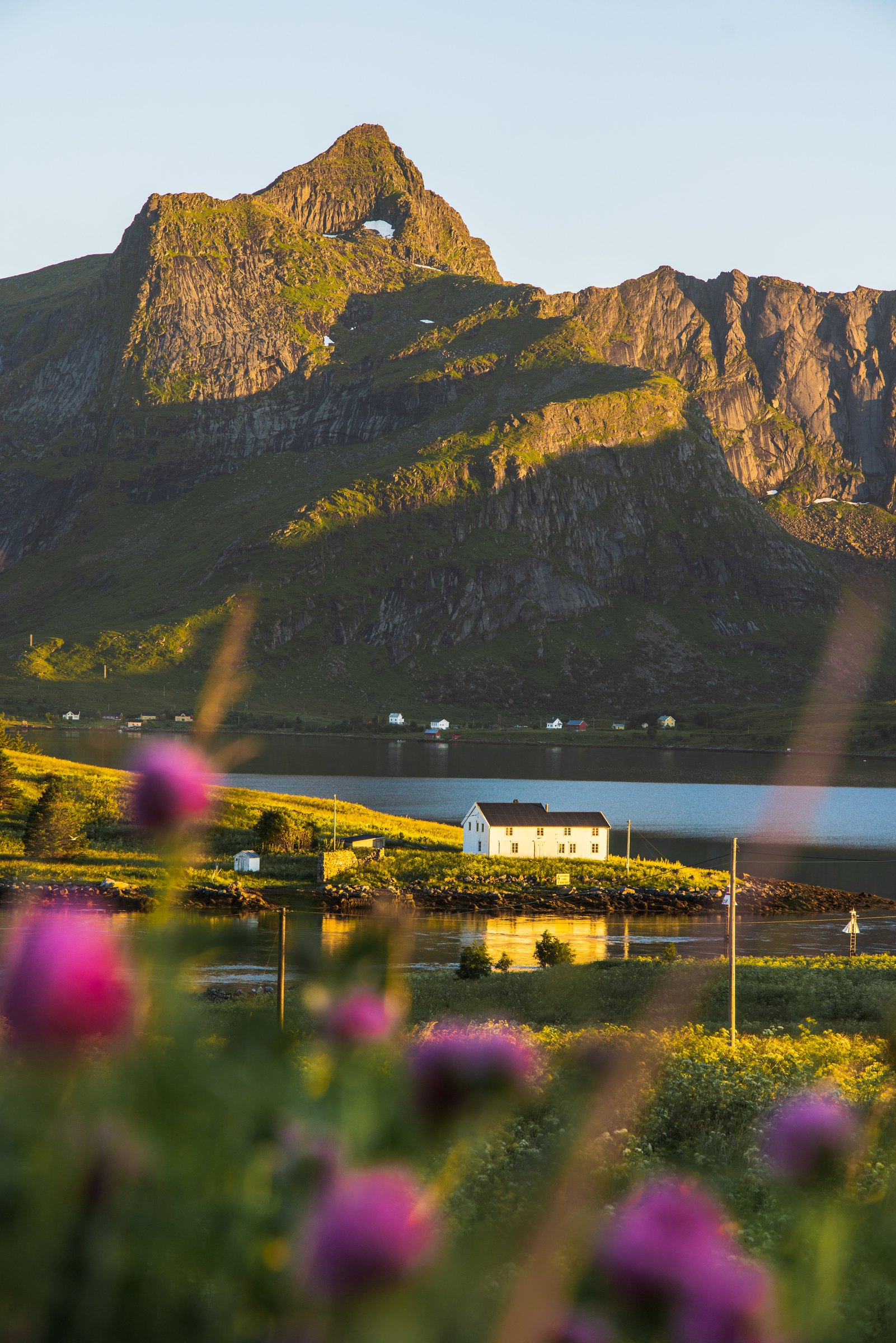 Wildflowers and a white farmhouse below jagged peaks in Lofoten, Norway