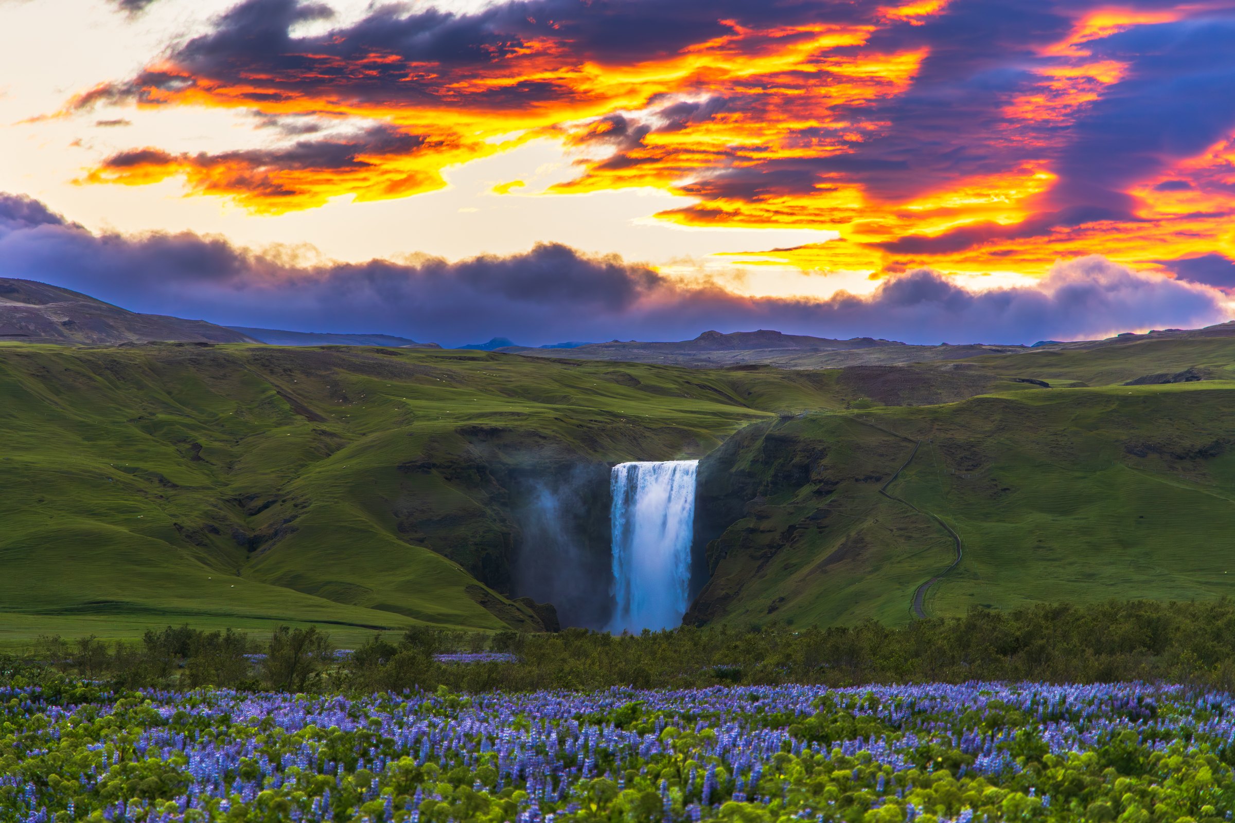 Skógafoss waterfall above purple lupine fields at sunset in Iceland